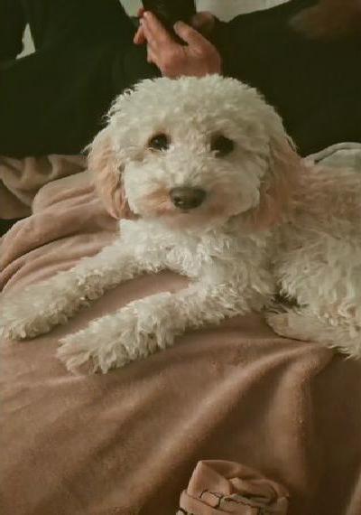 Netter rüde gesucht