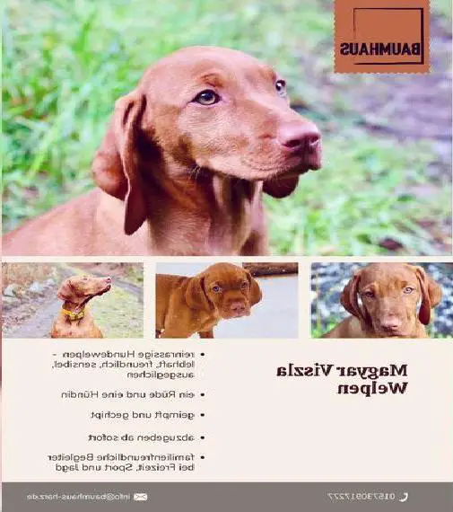 Magyar Vizsla Welpen