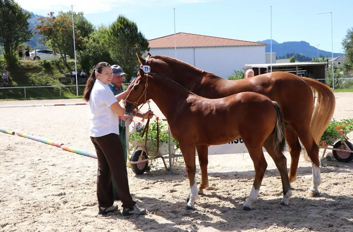 Freiberger Stutfohlen zu verkaufen