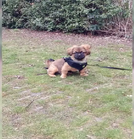 Toffi der Reinrassige Pekinese