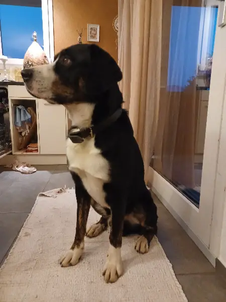 Deckrüde - kein Verkauf