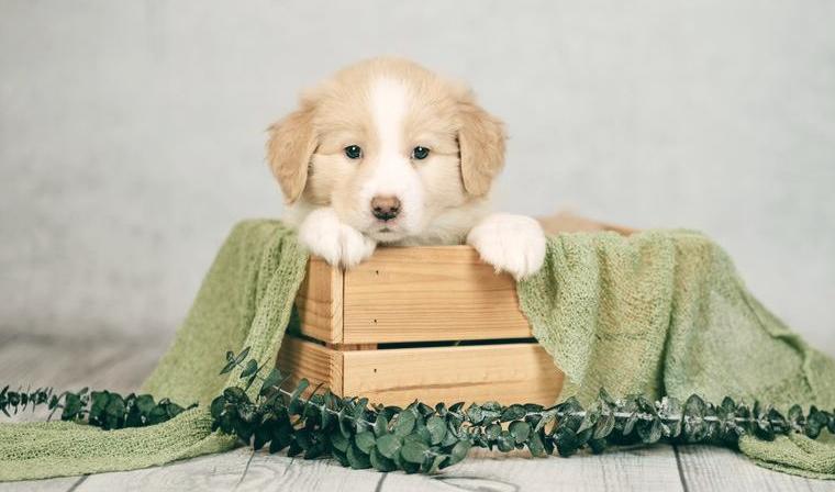 Border Collie Welpen mit Ahnentafel