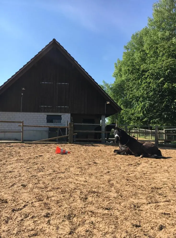 Offenstall für Kleinpferd/Pony zwischen Winterthur und Frauenfeld