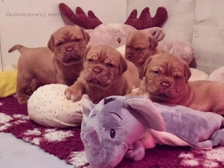 Bordeauxdoggen Welpen (Rüde) sucht ....