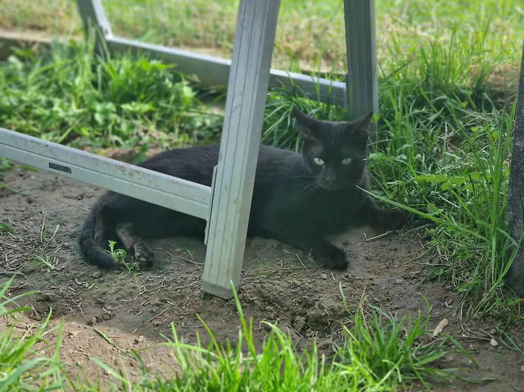 Wunderschöne Bengalkätzin Jasiris