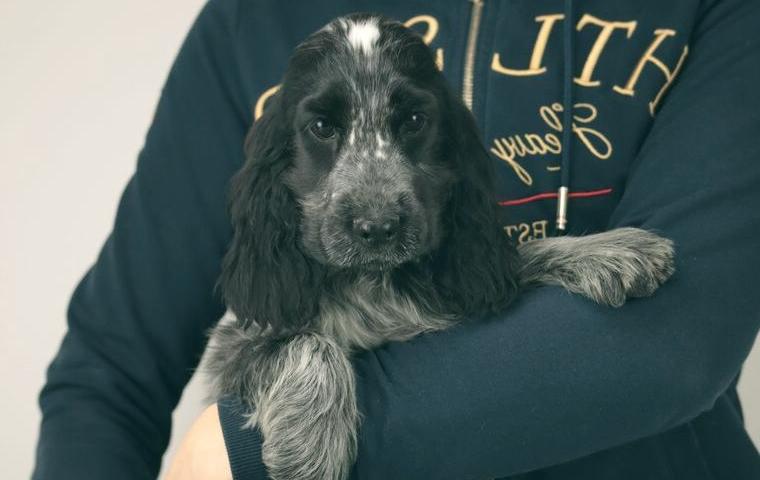 Zuckersüss Englisch Cocker Spaniel mit Stammbaum
