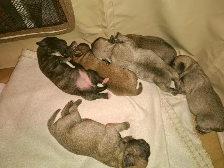 6 Frops (Bullmops) Welpen abzugeben