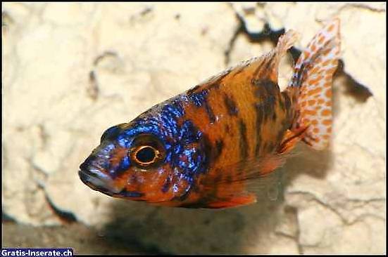 Malawi Marmeladecat aus Hobbyzucht