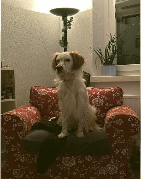Wunderschöner lieber English Setter 1,5 Jahre