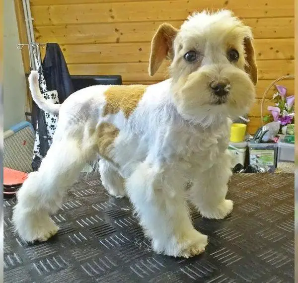 American Zwergschnauzer Welpen wheaten, wheaten parti