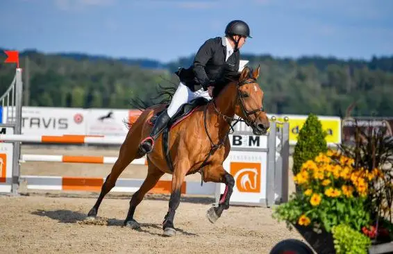 Reitbeteiligung auf erfahrener 15-jähriger Stute im Thurgau