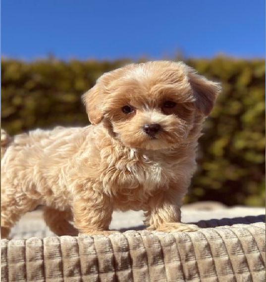 Maltipoo Welpen suchen ein Zuhause*Malteser/Pudel*