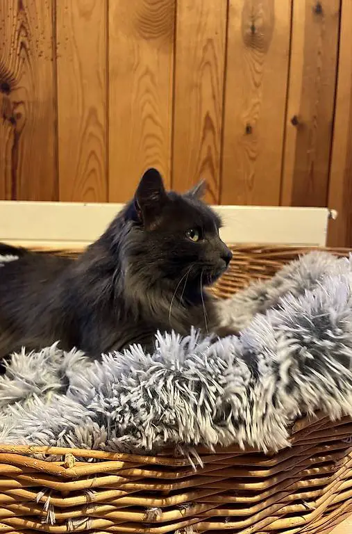 Racoon sucht ein neues Zuhause