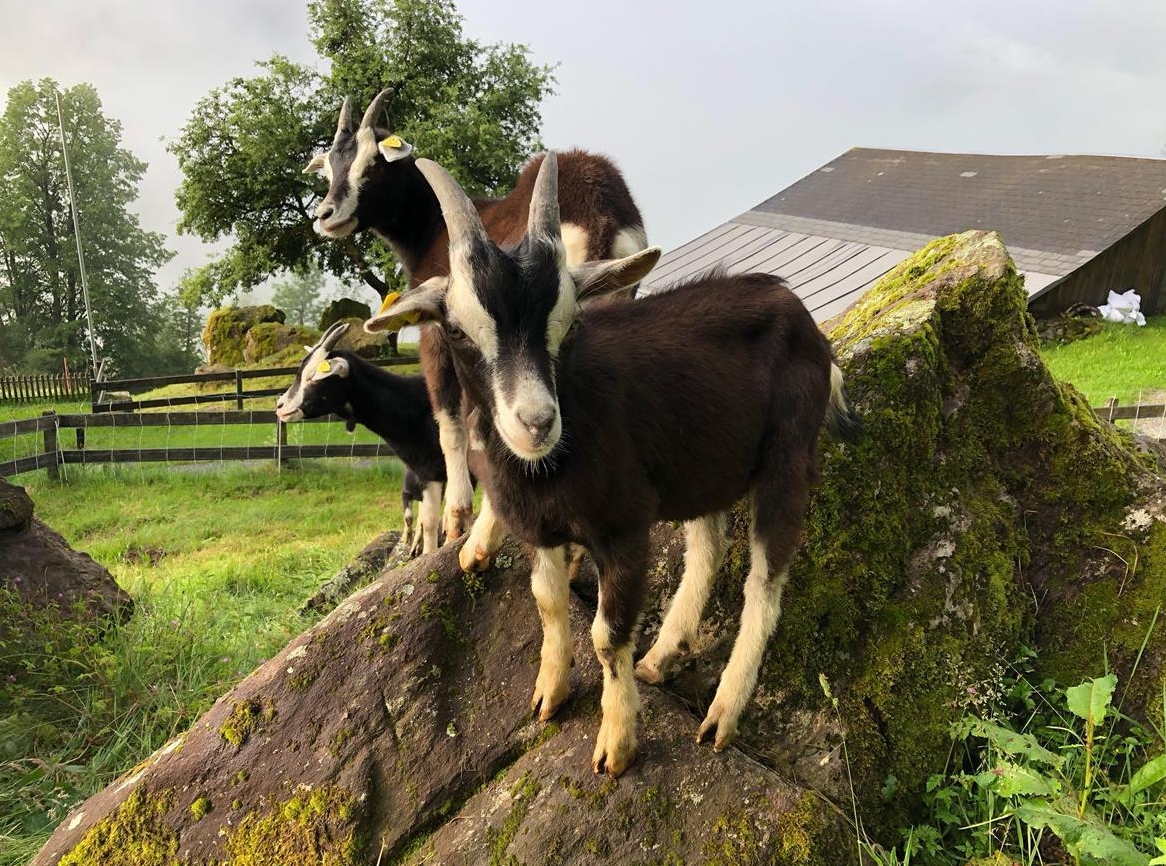 Reinrassiger Bündner Strahlenziegen Gitzibock zu verkaufen