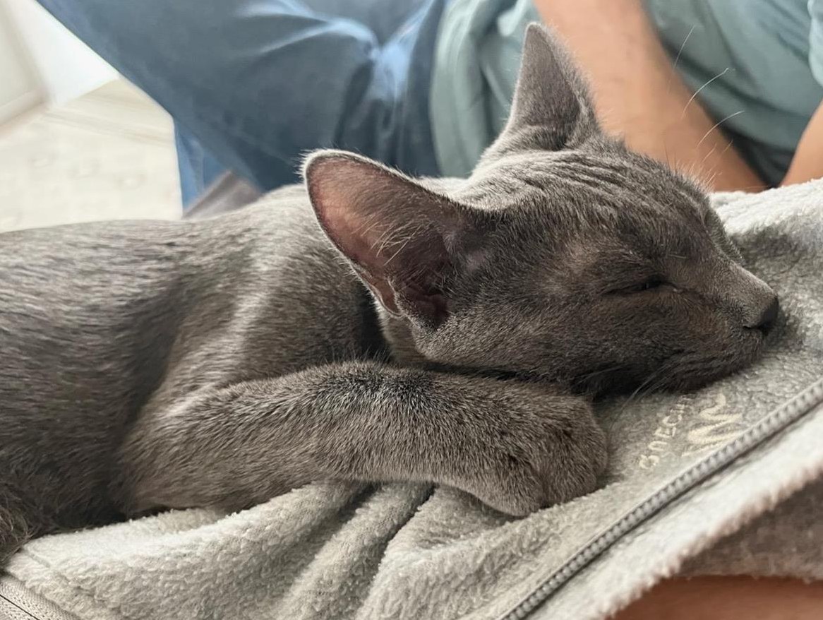 Russisch blau Mix Katze, weiblich, 7 Monate alt