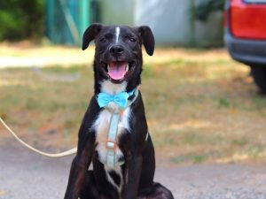 LINO, aufgeweckter Mischlingsbub, ca. 8 Monate, 48cm, 12kg