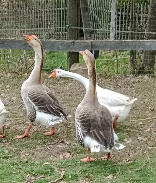 Ganter Höckergans Bayerische Landgans