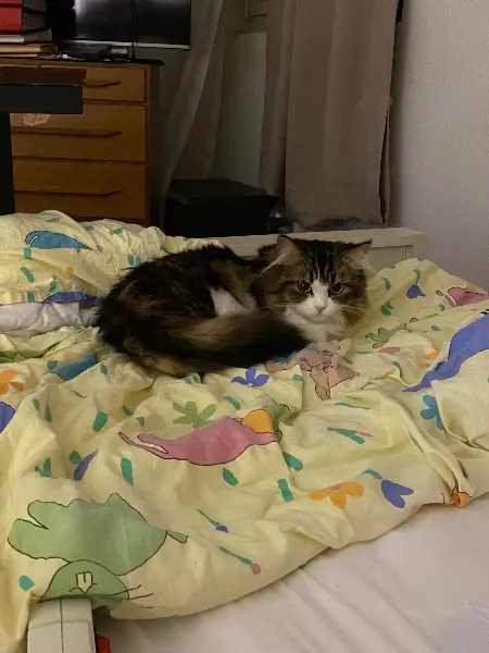 Verkaufe Perser Katze