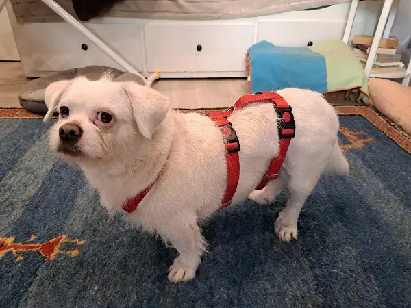 Susy, ca. 3 Jahre, z.zt. auf PS in 97318 Kitzingen