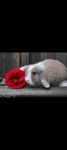 Zwergwidder sucht dringend neues Zuhause