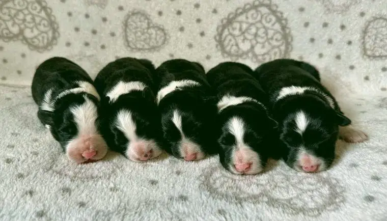 Border-Collie-Welpen mit VDH-Papieren