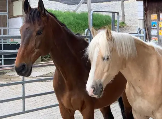 Offenstall gesucht, Wädenswil/Horgen Umgebung