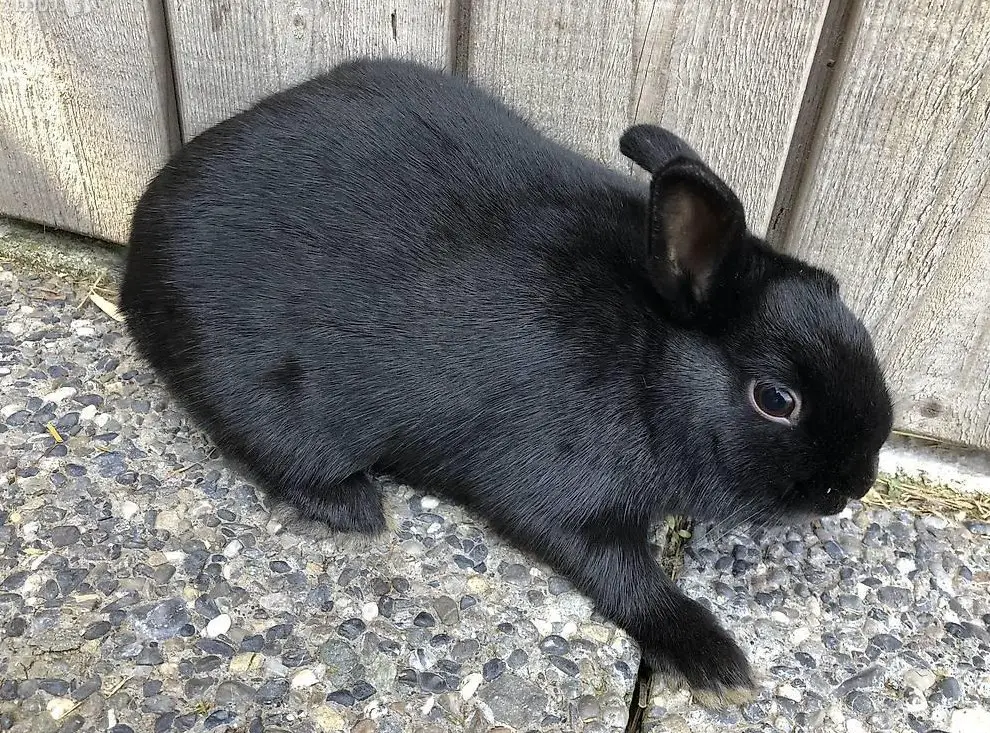 Farbenzwerg Häsin sucht neues zuhause