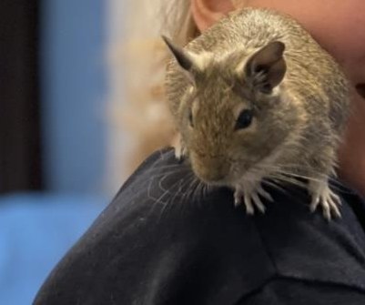 2 männliche Degus, handzahm, ca. 2-jährig