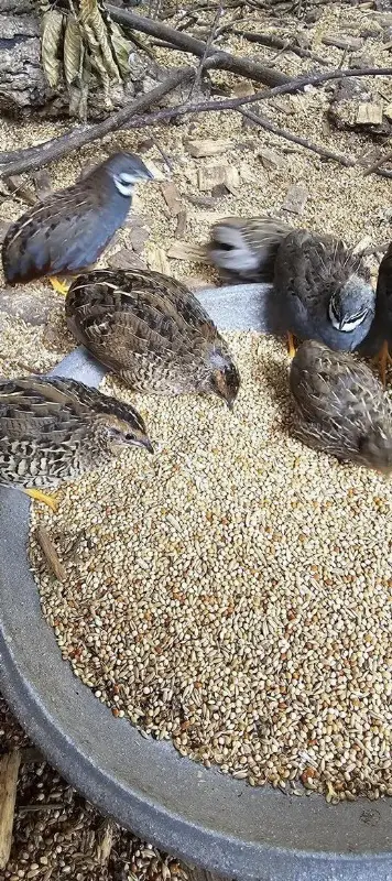 Zwergwachteln suchen ein neues zuhause