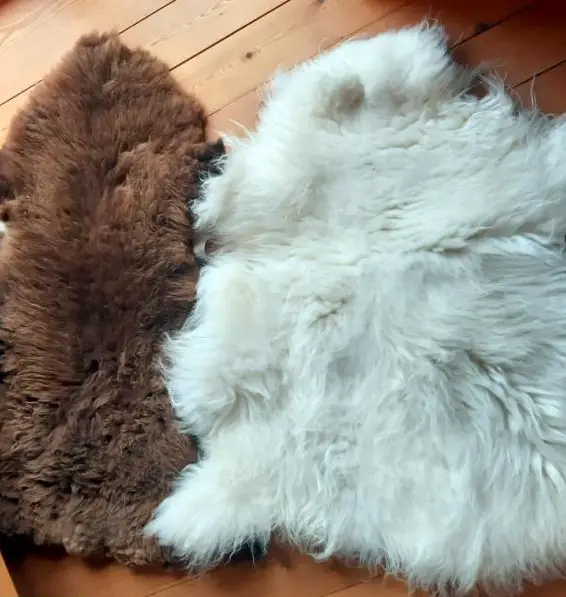 Lamm und Schaffell weiss braun oder meliert ab Bio-Betrieb