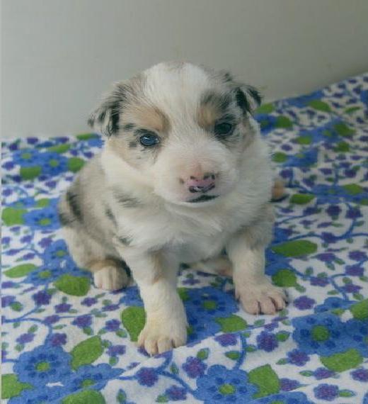 Wundervolle Border Collie Welpen mit Ahnentafel suchen ihr neues Zuhause