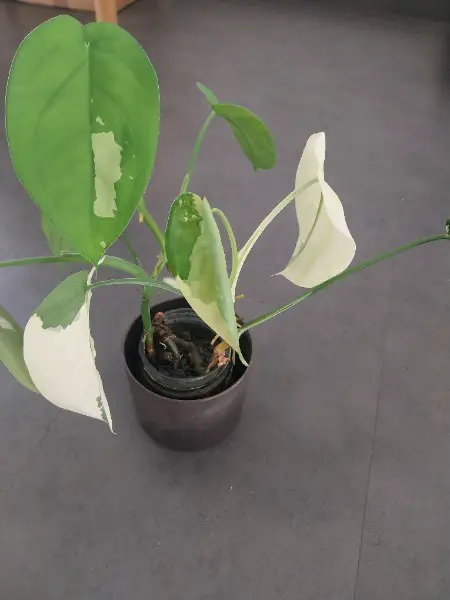 Syngonium chiapense variegata Kopfsteckling