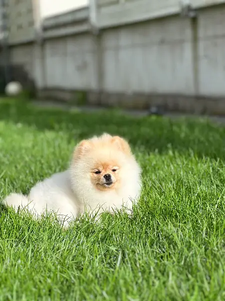 Pomeranian / Zwergspitz 1 Jahr alt – sehr lieb