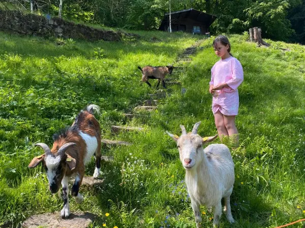 Zwergziegen - kleine Herde mit drei Tieren