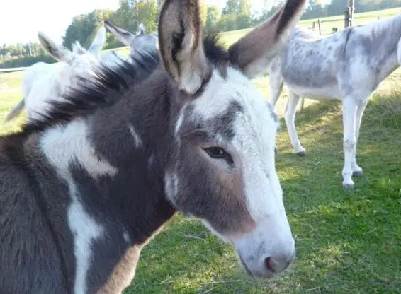 Esel - Patenschaft, Hilfe für Esel
