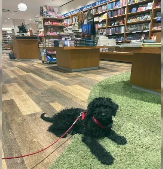 Wunderhübsche Bärchen Schnoodle Doodle Welpen Schnauzer + Pudel Mix