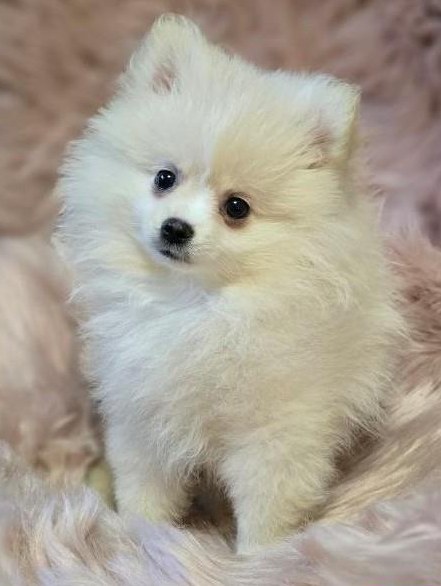 Pomeranian Zwergspitz Welpen aus Schweizer Familien Hobbyzucht