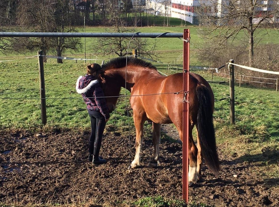 Reitbeteiligung/ Pferdebetreuung für liebe FM Stute