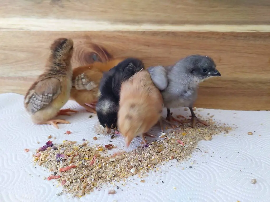 Küken Legehennen Marans und Grünleger