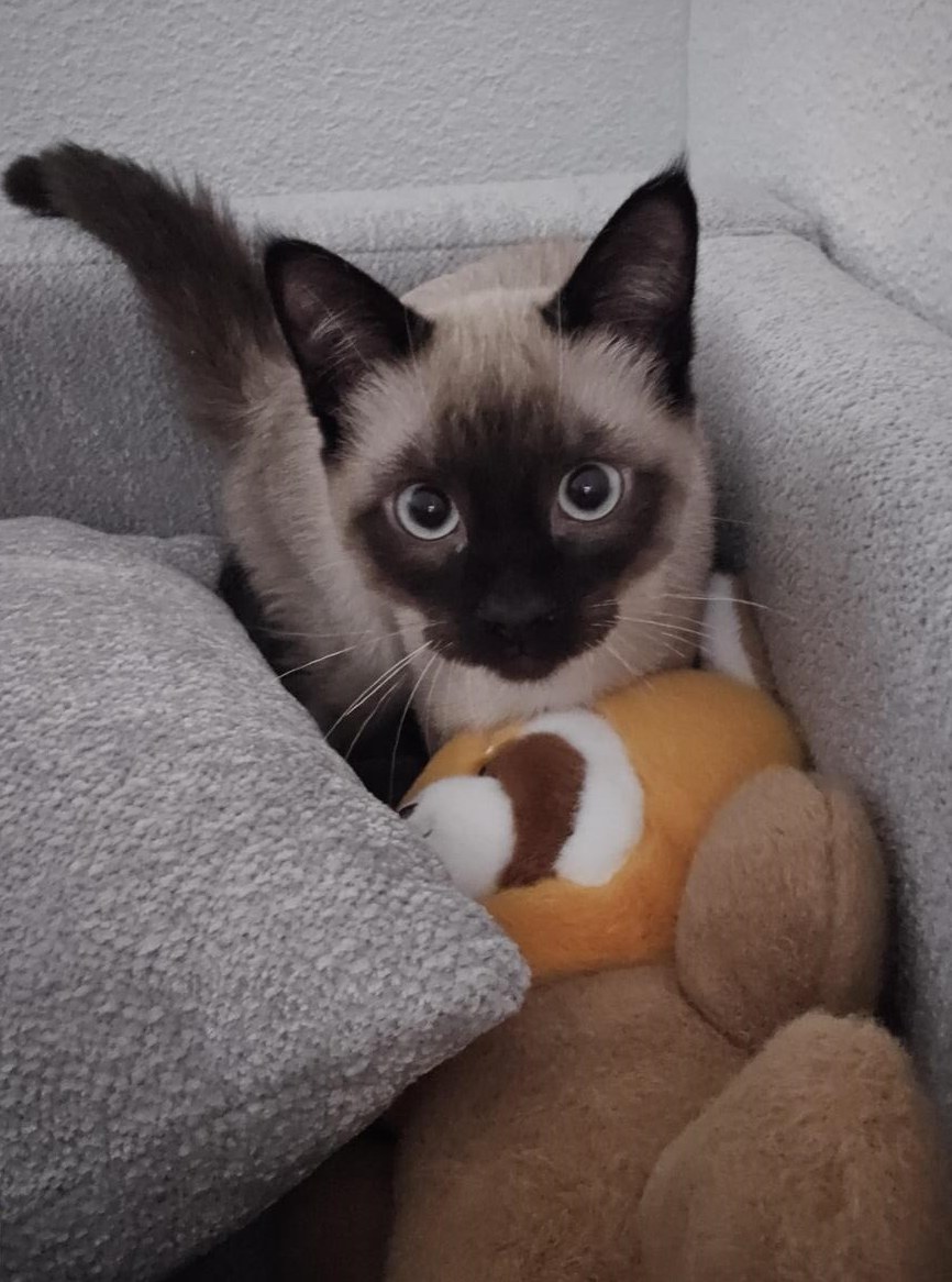 Siamese Kitten, 4 months old