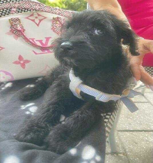 Zwei süsse Schnoodle (Doodle) Welpen-Wunder suchen Zuhause - Pudel+Schnauzer Mix