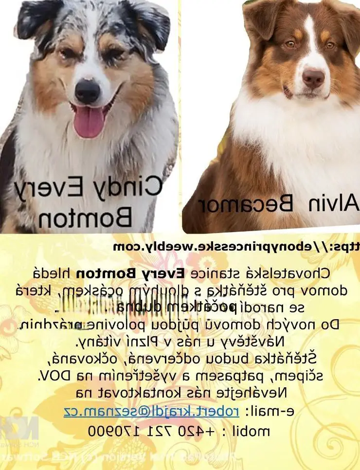 Australian Shepherd Welpe, Rüde mit FCI-Papieren