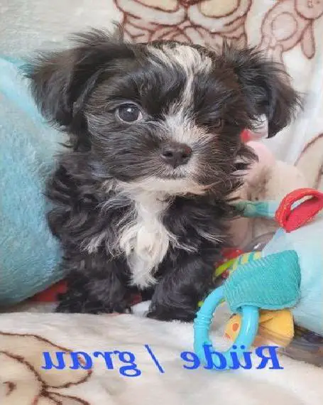 Bolonka Zwetna Rüden suchen Korb zum kuscheln