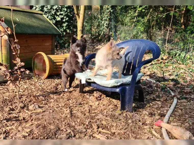 Super süsse Pomchi Welpen, Pomeranian (Zwergspitz) x Chihuahua, in tollen Farbe, suchen ein Zuhause