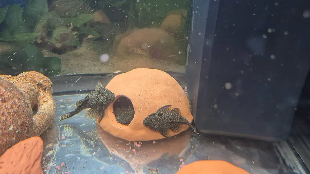 Antennenwelse abzugeben