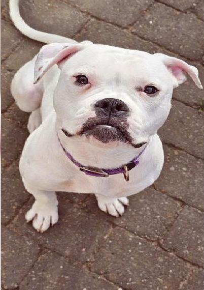 Typvoller American Bulldog Jungrüde des Bully-Hybrid Typs