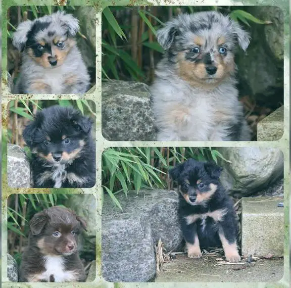 Mini Aussie Welpen mit Papieren