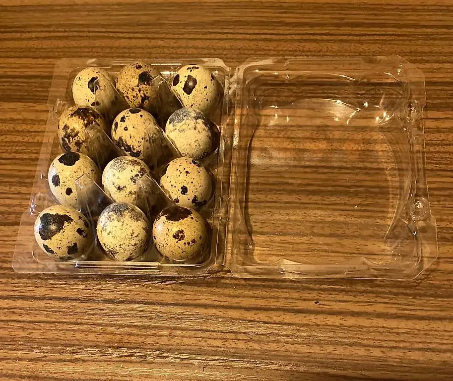 Wachtel Bruteier/Küken