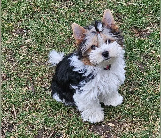 Hübscher Biewer Yorkshire Terrier Rüden mit Ahnentafel