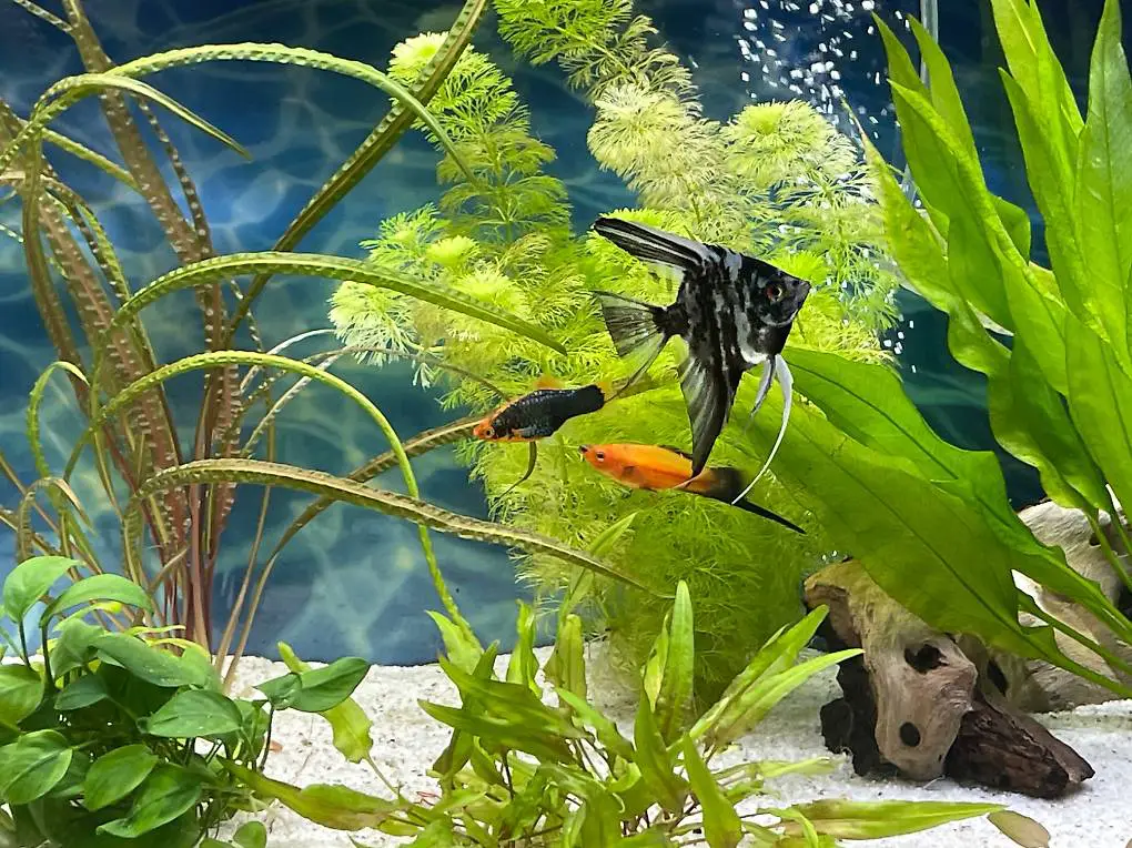 Skalar fische zum verkaufen